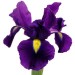 purple_iris_flowers