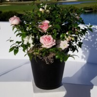 potted plant with roses