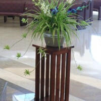 Plant with picked flowers