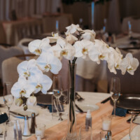Phalaenopsis! Phalaenopsis!