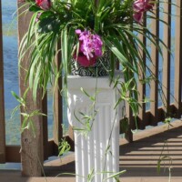 Orchids & Roses in Potted Plant