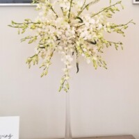 White Orchid Spray White Orchid Spray