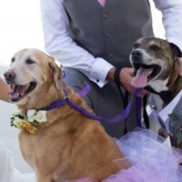 dog collar & boutonniere