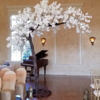 White Cherry Blossom Tree